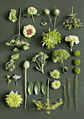 Collection of flowers and plants in shades of green on a dark green background