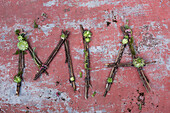 Letters "MIA" made from branches and succulents on a red background