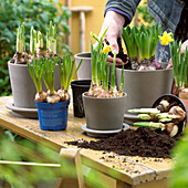 Hyacinth bulbs in pots