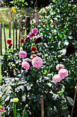 Dahlias (Dahlia) in different colours in the summer garden along a wooden fence