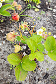 Strawberry plant (Fragaria) with unripe fruit in the garden bed