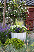 Large flower pot surrounded by grasses and lavender in the country house garden