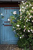 Rose bush in front of blue-painted wooden door in the garden