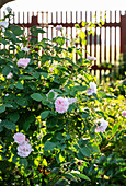 Rose bush with pale pink flowers in the evening sun