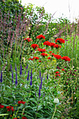 Bunte Sommerblumen im Garten mit rotem Lein (Linum) und blauem Ehrenpreis (Veronica)