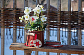 Christmas roses (Helleborus) in enamel pot with Christmas decoration outside on wooden bench