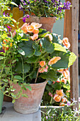 Begonias (Begonia) in terracotta pot on sunny terrace