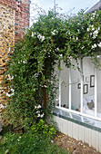 White flowering climbing plant on the window of a brick house