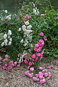 Weiße und rosa Kletterrosen (Rosa) an einem Kiesweg am Flussufer