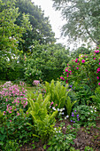 Lush summer garden with ferns and flowering shrubs