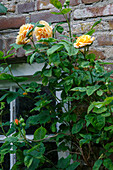 Climbing roses on a brick wall