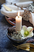 Kerze dekoriert mit Christrosen-Blüte, Flechten und Zapfen