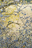 Schlehen (Prunus spinosa) mit blauen Früchten im Herbst