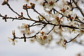 Blühender Mandelbaum (Prunus dulcis) im Frühling