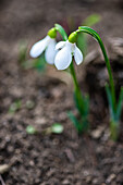 Schneeglöckchen (Galanthus) im Frühling auf Waldboden