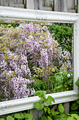 Mirror with baroque frame, wisteria in bloom reflected in it