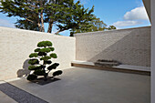 Modern designed courtyard with tree