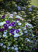 Woodland vine and white hydrangea in the summer garden