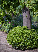 Green shrubs under a shady tree at the edge of the path in the garden