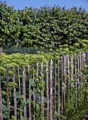 Wooden fence with blue bellflowers in bloom in the summer garden