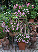 Rose blooming flowers in terracotta pots with decorative chicken figures