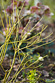 Bare branches of a hydrangea bush in the winter garden