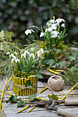 Snowdrops (Galanthus) in DIY flower pots made of bamboo branches on a table in the garden