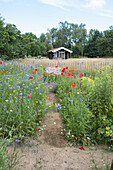 Path with wildflowers leads to wooden house in summer garden