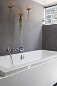 Bathtub in front of grey concrete wall with hanging tillandsias