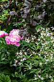 Pfingstrosen (Paeonia) und Herbst-Silberkerze (Actaea) im Gartenbeet