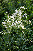 Waldrebe (Clematis) mit weißen Blütenknospen im Garten