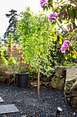 Small tree on gravelled area in flowering garden