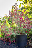 Ornamental shrub with red flowers in a modern planter in the garden