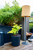 Wooden terrace with bamboo, maple in a tub and floor lamp