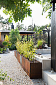 Garden area with steel raised beds and gravel path