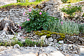 Rock garden with plants, moss and wooden stump