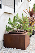 Planter with small pine tree next to staircase in the garden