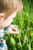 Child blowing a dandelion in a meadow in spring, dandelion (Taraxacum)