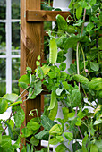 Sugar snap pea plant on wooden trellis in the garden