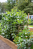 Raised bed with bean plants and marigolds in the summer garden