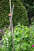 Pole beans with climbing support made of wooden sticks in the garden