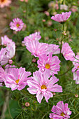 Pink ornamental basket (Cosmos bipinnatus) in the summer garden