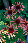 Coneflower (Echinacea) in the summer garden bed