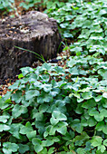 Ground cover of hazel grouse (Asarum europaeum) next to tree stump in the garden