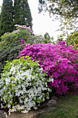 Üppig blühende Azaleen (Rhododendron) in Weiß und Rosa im Frühlingsgarten