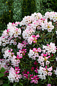 Rhododendron (Rhododendron) mit rosa-weißen Blüten im Frühling