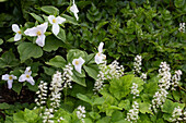 Waldlilie und Schaumblüten im schattigen Gartenbereich