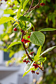 Kletterpflanze mit roten Blüten und Beeren im Sonnenlicht