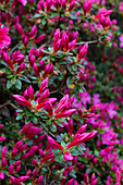 Rhododendron (Rhododendron) mit pinken Blütenknospen im Frühling