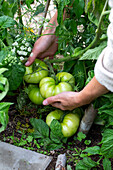 Person clasping green tomatoes with hands in garden